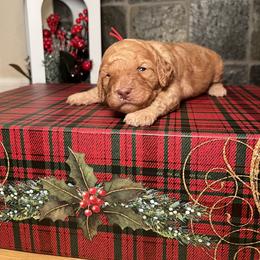 Goldendoodle Puppies from S_and_b_doodles