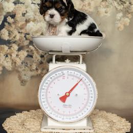 Brittany and Cavalier King Charles Spaniel Puppies from Katy Cavaliers & Barefoot Days Brittanys