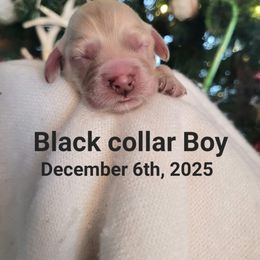 Black collar Boy - Cream male Cockapoo puppy in Dayton, Ohio from There's no place like home spaniels