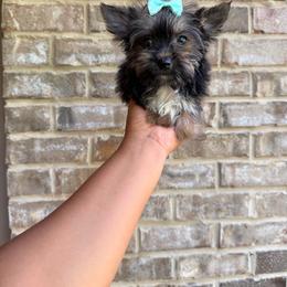 Girl 1 - Blue and gold female Yorkshire Terrier puppy in Mobile, Alabama from Ace of Spades Yorkies