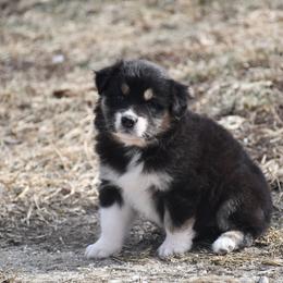 Paris - Black tri-color female Australian Shepherd puppy in Kirksville, Missouri from BellSharps Australian Shepherds
