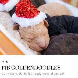 Aussiedoodle and Goldendoodle Puppies from Ever After Doodles Arizona