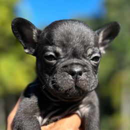 French Bulldogs from Dade Fire Frenchies