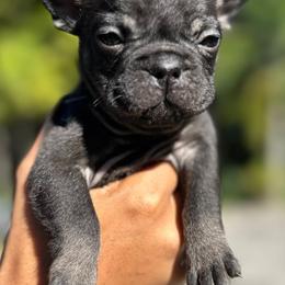 French Bulldogs from Dade Fire Frenchies