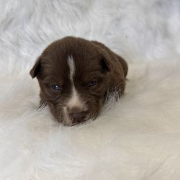 Boy 1 - Brown and white Siberian Husky puppy in Jonesborough, Tennessee from Dry Creek Siberians