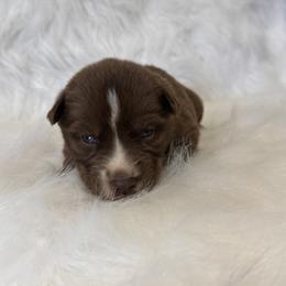 Boy 1 - Brown and white Siberian Husky puppy in Jonesborough, Tennessee from Dry Creek Siberians
