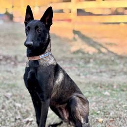 Saga - Belgian Malinois