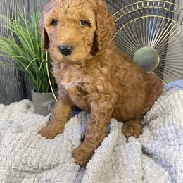 Labradoodle Puppies from Honey Doodle Farm