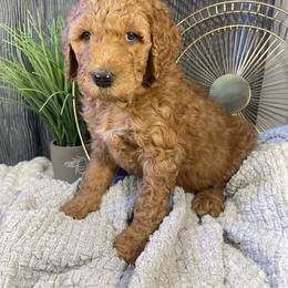 Labradoodle Puppies from Honey Doodle Farm