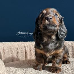 Percy - Red male Dachshund puppy in Clever, Missouri from Autumn Breeze Dachshunds