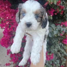 Romeo - White male Cavapoo puppy in Gilbert, Arizona from Desert Willow Cavapoos