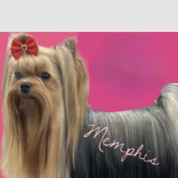 Memphis - Yorkshire Terrier