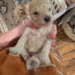 Boy 1 orange collar - White male Poodle puppy in Louisville, Mississippi from Cindy's Poodles