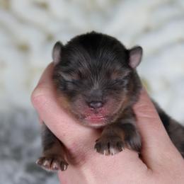 AKC Onyx - Black and tan male Pomeranian puppy in Albany, Indiana from Hatz Off Puppies