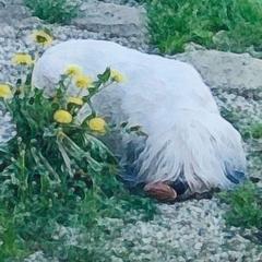 Pooh - Polish Lowland Sheepdog