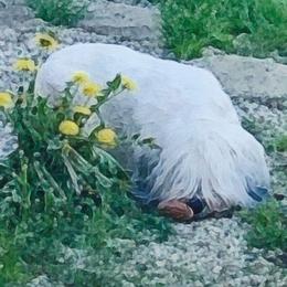 Pooh - Polish Lowland Sheepdog