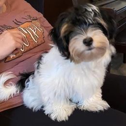 Assorted Doodle Crosses, Double Doodle, Maltipoo, Morkie, and Yorkipoo Puppies from Danza Bolo