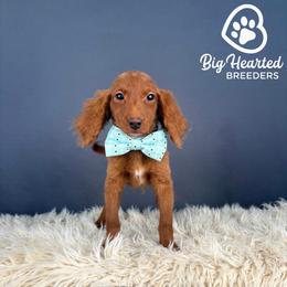 Loot - Red  male Goldendoodle puppy in Utah County, Utah from Big Hearted Breeders