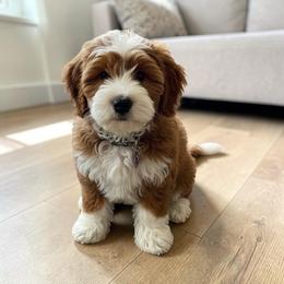 Coco - Red female Bernedoodle puppy in Mesa, Arizona from Desert Sheepies and Doodles