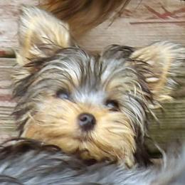 Little Bit - Blue and gold male Yorkshire Terrier puppy in Baraga, Michigan from Ojibwa Yorkies