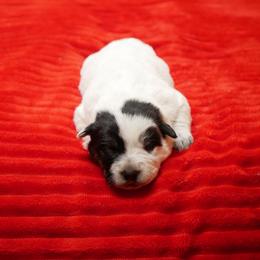 Archer - Blue male Australian Cattle Dog puppy in Buffalo Valley, Tennessee from Buffalo Valley Breeders