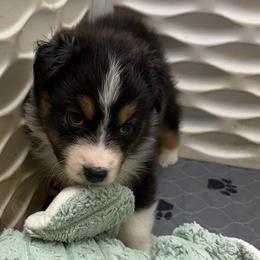Brooks - Black tri-color male Australian Shepherd puppy in Anniston, Alabama from All Hale Aussies