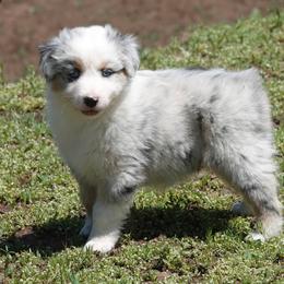 Blue Merle girl 2 - Blue merle female Australian Shepherd puppy in Chino Valley, Arizona from Cu2 Aussies