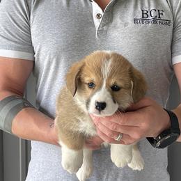 Olive - Female 5 - Red female Pembroke Welsh Corgi puppy in Jefferson, South Carolina from Blue Creek Farms