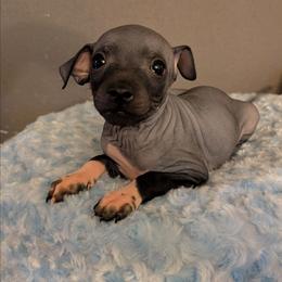 Zenith - Black male American Hairless Terrier puppy in Phoenix, Arizona from Bare Valley