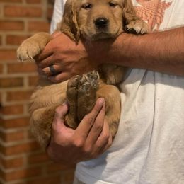 Golden Retriever Puppies from Star City Goldens