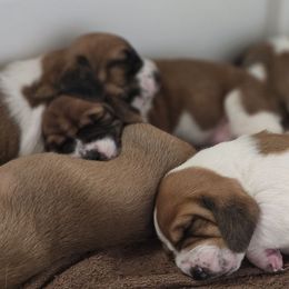 Basset Hound puppies from Fisher's Couch Hounds