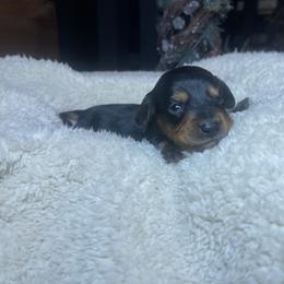 Coal - Black and tan male Dachshund puppy in Washburn, Tennessee from Broken Arrow Miniature Dachshunds