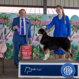 Violet - Australian Shepherd