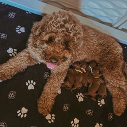 Goldendoodle puppies from Kendall’s Kennel