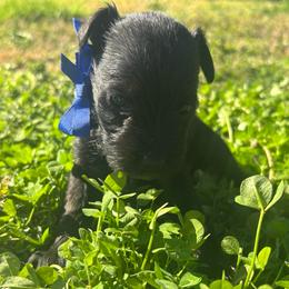 Boy 1 - Liver male Miniature Schnauzer puppy in Dunlap, Tennessee from Beards of Glory