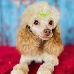 Poodle puppies from Scenic Hills Kennels