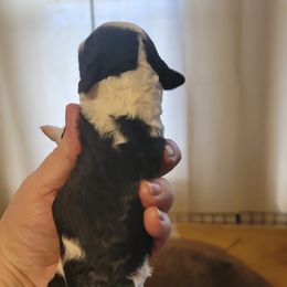 Portuguese Water Dog Puppies from Alto Mare PWDs