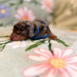 River - Dapple male Dachshund puppy in Morristown, Tennessee from Hillside Hounds