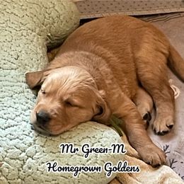 Golden Retriever Puppies from Homegrown Goldens
