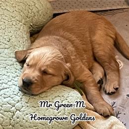 Golden Retriever Puppies from Homegrown Goldens