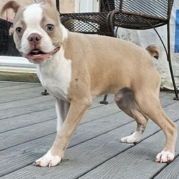 Brown collar boy - Seal and white male Boston Terrier puppy in Versailles, Indiana from Benhams Bostons
