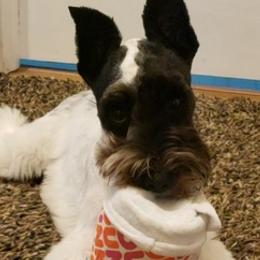 Miniature Schnauzers from Pawsh Parti Schnauzers LLC