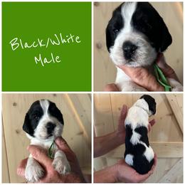 Boy 4 - Black and white male English Springer Spaniel puppy in Godley, Texas from Legacy Springer Spaniels
