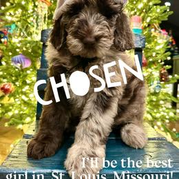 Roo - female Newfypoo puppy in Jackson, Missouri from Two Sisters Ranch, LLC