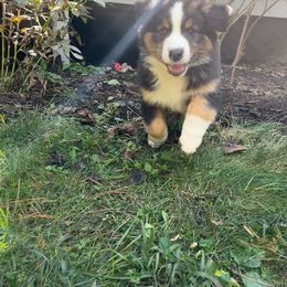 Australian Shepherd Puppies from Wild Atlantic  Aussies