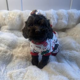 Toffee - Brown female Cockapoo puppy in West Haven, Utah from Harper Haven Cavapoos & Doodles