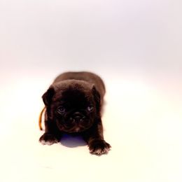 Harry (yellow collar) - Silver male Pug puppy in Hereford, Arizona from Broken Road Ranch Pugs