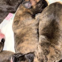 Brindle Male - Brindle male Great Dane puppy in Scottsburg, Virginia from Virginia Great Danes
