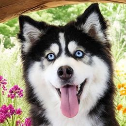 Dee-Dee - Pomsky