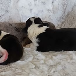 Boy 1 - Blue merle and white male Cardigan Welsh Corgi puppy in Las Vegas, Nevada from Victory Crown